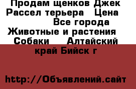 Продам щенков Джек Рассел терьера › Цена ­ 25 000 - Все города Животные и растения » Собаки   . Алтайский край,Бийск г.